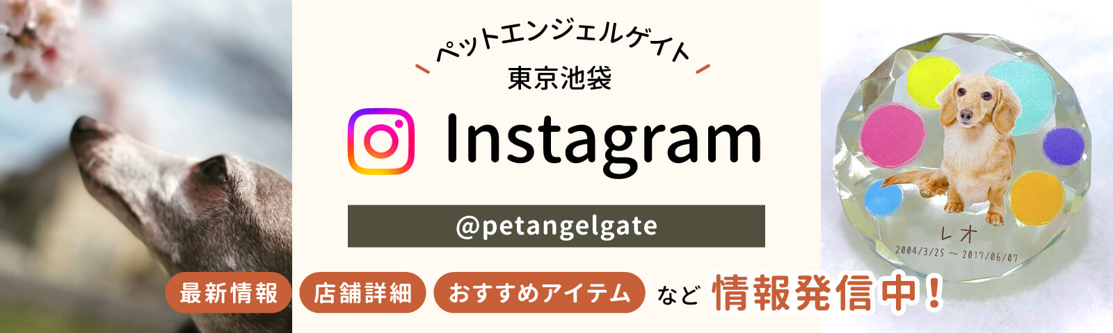 ペットエンジェルゲイト東京池袋 Instagram